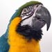 Parrot
